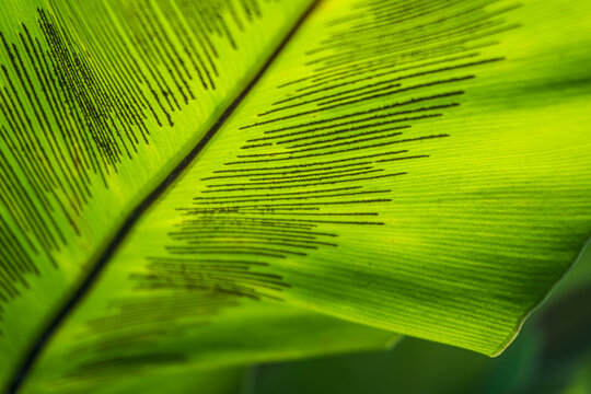 A close-up undersides of a bird nest fern Asplenium leaf under the sunlight for refreshing wallpaper