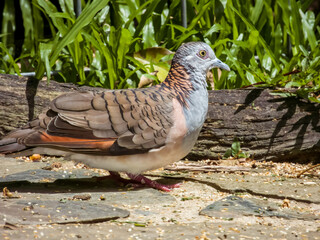 Bar-shouldered Dove in Queensland Australia