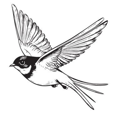 flying swallow bird black and white clip art preview