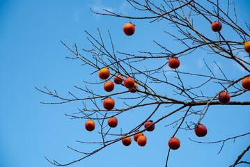 Abundant heavy load of ripen oriental persimmons or diospyros kaki on bare tree branch during...