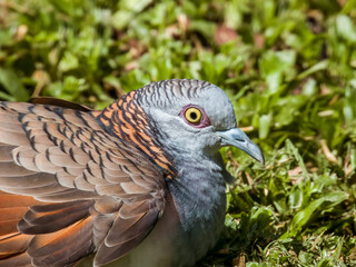 Bar-shouldered Dove in Queensland Australia