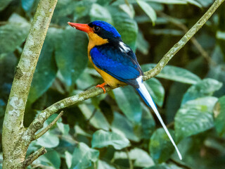 Buff-breasted Paradise Kingfisher in Queensland Australia