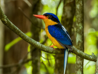 Buff-breasted Paradise Kingfisher in Queensland Australia