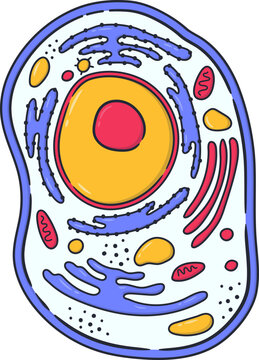 Clip Art Cytoplasm of Bacteria