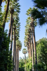 Row of tall palm tree along pathway 