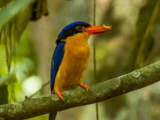 Buff-breasted Paradise Kingfisher in Queensland Australia
