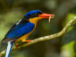 Buff-breasted Paradise Kingfisher in Queensland Australia