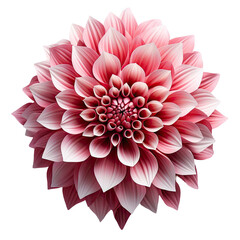 Pink Dahlia flower blooming branches on isolated white background