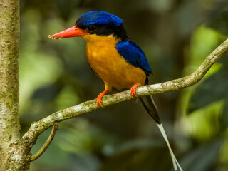 Buff-breasted Paradise Kingfisher in Queensland Australia