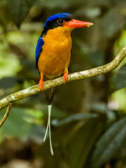 Buff-breasted Paradise Kingfisher in Queensland Australia