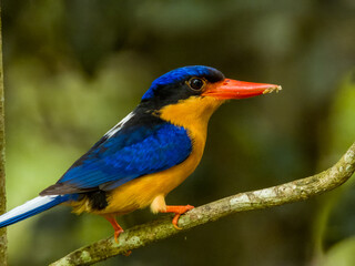 Buff-breasted Paradise Kingfisher in Queensland Australia