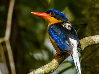 Buff-breasted Paradise Kingfisher in Queensland Australia