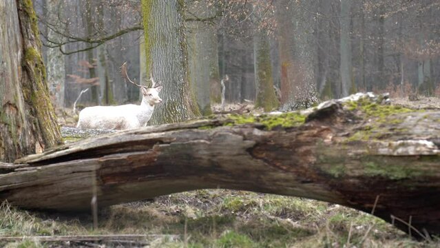 Rare white deer in the Nature Reserve Sch&ouml;nbuch near the city of Stuttgart in southern Germany