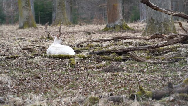 Rare white deer in the Nature Reserve Sch&ouml;nbuch near the city of Stuttgart in southern Germany