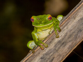White-lipped Green Tree Frog in Queensland Australia