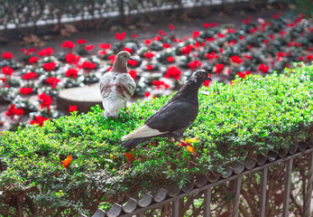 Pair of pigeons in the flower garden