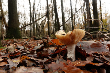 Low angle closeup on an Ochre Brittlegill or Common Yellow Russula ochroleuca mushroom in the forest