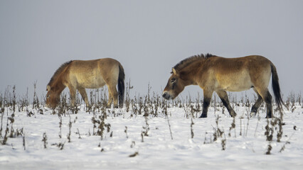 Przewalski's horse ( Equus ferus przewalskii ), also called the takhi,  also found a home in the locality of Dívčí hrady in Prague, Czech Republic.