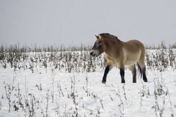 Przewalski's horse ( Equus ferus przewalskii ), also called the takhi,  also found a home in the...
