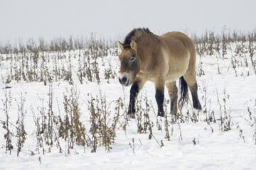 Przewalski's horse ( Equus ferus przewalskii ), also called the takhi,  also found a home in the locality of Dívčí hrady in Prague, Czech Republic.