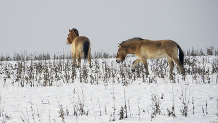 Przewalski's horse ( Equus ferus przewalskii ), also called the takhi,  also found a home in the locality of Dívčí hrady in Prague, Czech Republic.