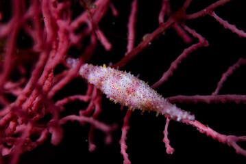 Spindle Cowries Genus Phenacovolva