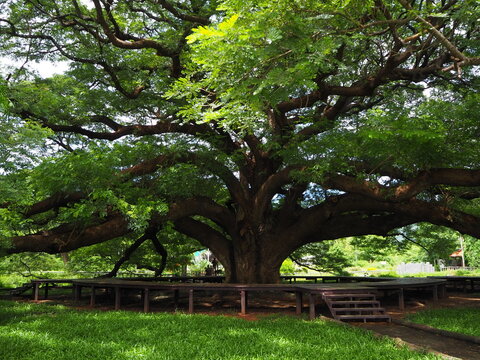 Giant Chamchuri Tree Places to visit in Kanchanaburi, take beautiful, green photos that you can't find anywhere else.