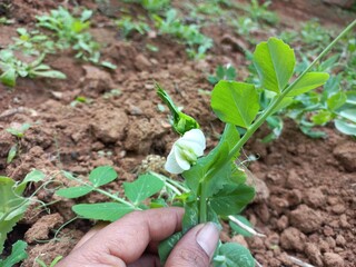 Pea flower photo, white pea flower, white pea flower in the green plant