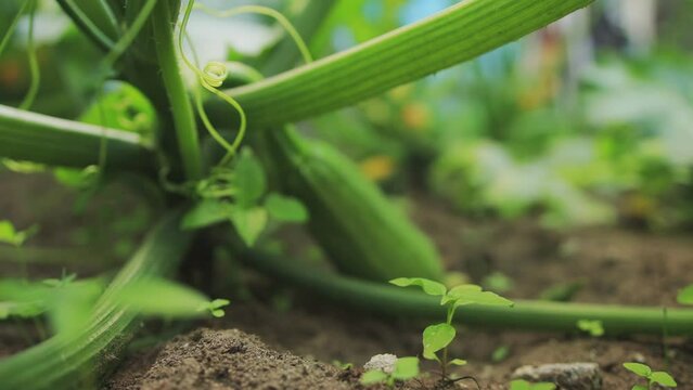 Green zucchini grows in a garden bed in summer. Growing vegetables in the country, close-up. Slow motion
