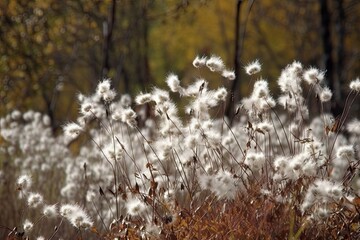 plants wild background autumn plants wild dried forest grass autumn dry nature seeds flying fall flowers white fluffy