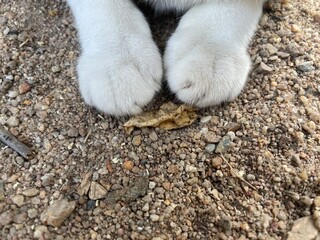 white cat paw, cat foot on background sands.