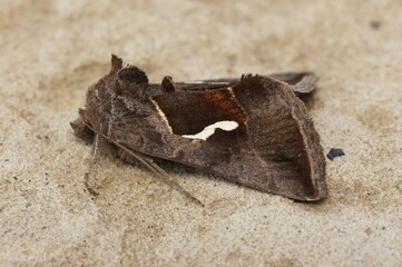 Closeup on Dewick's Plusia owlet moth, Macdunnoughia confusa sitting on a stone