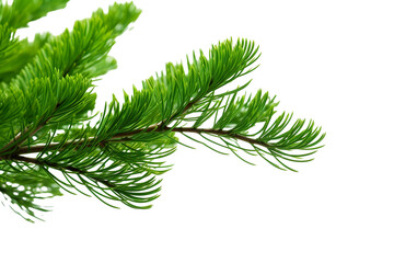 closeup macro view of a Green cedar branches, on a white isolated background PNG