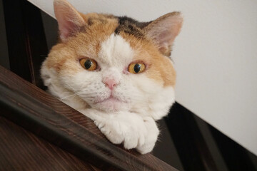 Słodki kot siedzi na schodach i patrzy jak kamera - obrazy, fototapety, plakaty