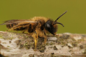 Closeup of a male yellow-legged mining bee on wood, Andrena flavipes