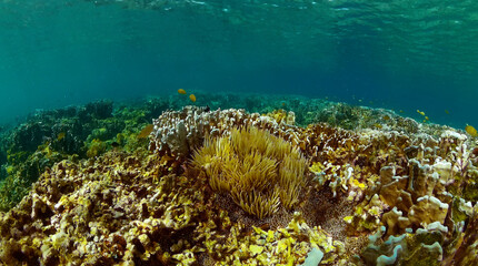 Diverse corals and fish underwater world. Sea life, tropical fish.