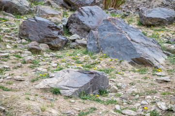 Rocks Lying on a dried pasture. Basalt, gabbro, and serpentinite rocks of Ladakh , India