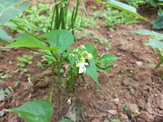 lot of Bombay beans hanging on a small green plant,How to Grow and Care for Indian Beans vegetables