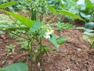 lot of Bombay beans hanging on a small green plant,How to Grow and Care for Indian Beans vegetables
