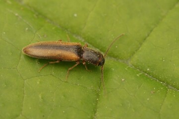 Closeup on a small brown click beetle, Dalopius marginatus on a green leaf