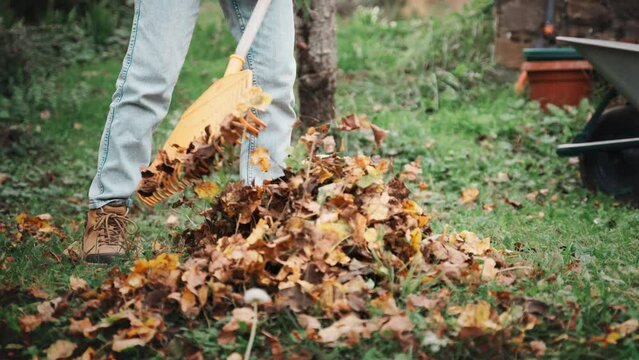 Close-up shot of a person raking up fallen leaves in the backyard of a country house on a warm autumn day
