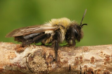 Closeup on a female Grey-backed mining bee, Andrena vaga sitting on a twig