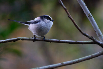 Long-Tailed Tits