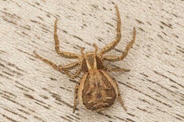 Closeup on a crab spider , Xysticus cristatus group, sitting on wood
