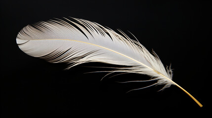 Close up of a single white feather isolated on a single color background 