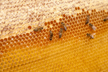 Working bees on the yellow honeycomb with sweet honey..