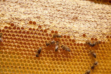 Working bees on the yellow honeycomb with sweet honey..