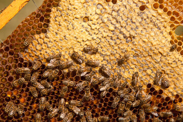 Working bees on honeycomb with sweet honey and pollen..
