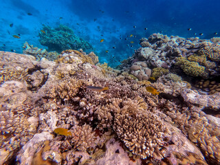 Underwater life of reef with corals and tropical fish. Coral Reef at the Red Sea, Egypt.