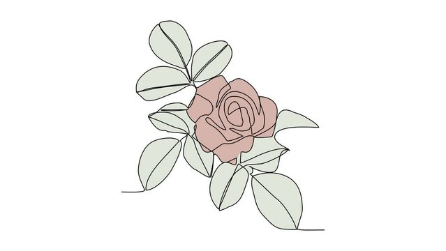 Animated self drawing of a beautiful flower. A rose in simple linear style vector illustration. design with Minimalist black linear design isolated concept. Plant vector design illustration